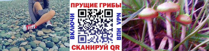Галлюциногенные грибы Psilocybine cubensis  Миасс 